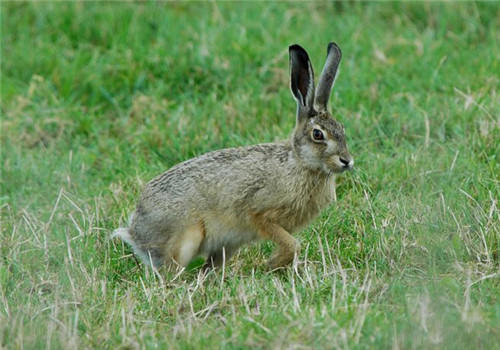 十种兔子可用食材的药物作用