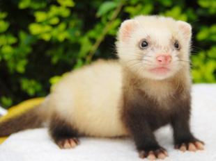 安格鲁宠物貂多少钱?安格鲁宠物貂价格 安格鲁宠物貂多少钱?安格鲁宠物貂价格