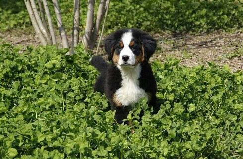 冬天是否还需要给狗狗驱虫？