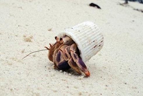 寄居蟹吃什么?寄居蟹喂养注意事项 寄居蟹吃什么?寄居蟹喂养注意事项