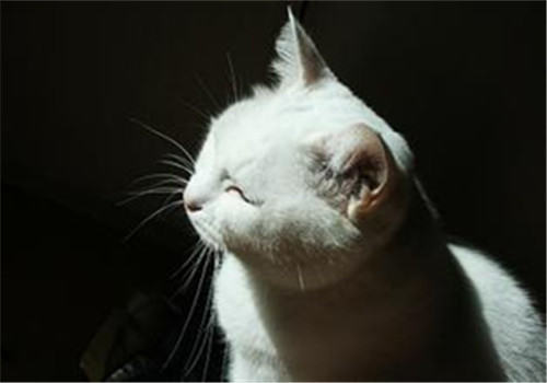猫咪要多晒太阳