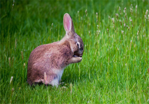家兔肥育的五个要点 家兔肥育的五个要点