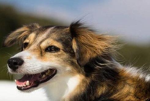 狗感染狂犬病多久会死？