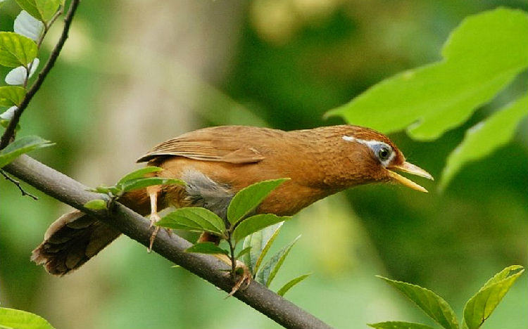 画眉鸟生癀的症状及防治