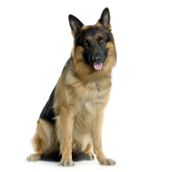 狼狗跟警犬并非同一个品种