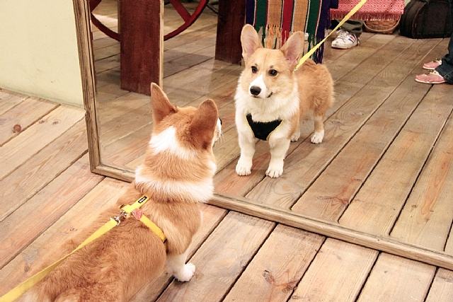 狗狗照镜子会出现哪些反应