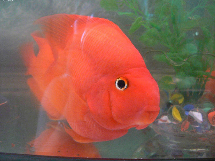 鹦鹉鱼饲养的七大要点 鹦鹉鱼饲养的七大要点