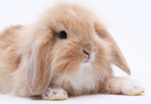 迷你垂耳兔饲养注意点