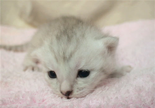 猫咪洗澡后如何吹干？