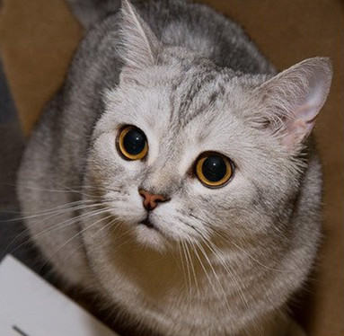 想要训练猫就要先了解猫