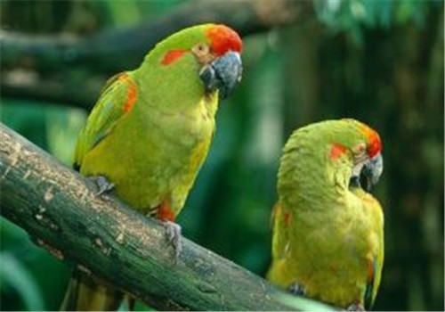 常见的鹦鹉肢体语言解读