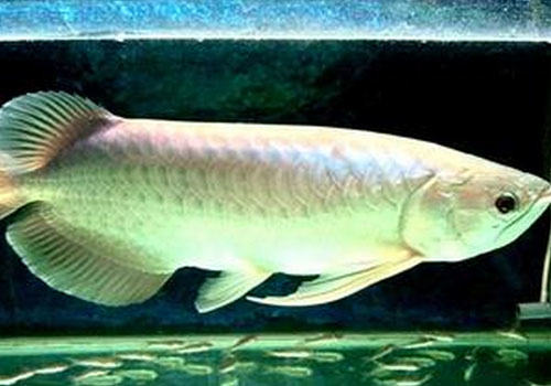 银龙鱼能活多久?