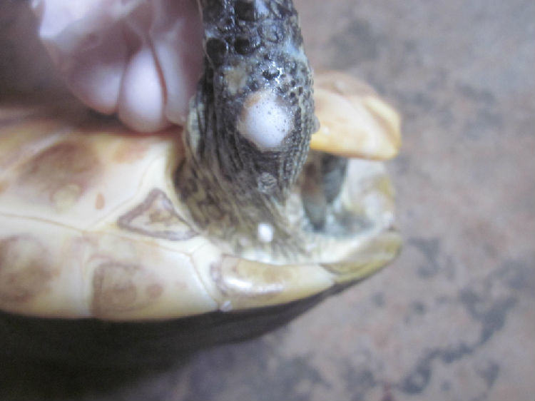 花龟前肢关节皮肤糜烂病例 花龟前肢关节皮肤糜烂病例