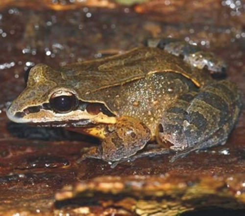 白吻长趾蛙的外形特征