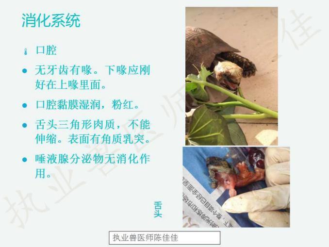 龟的消化系统、循环系统、淋巴系统介绍