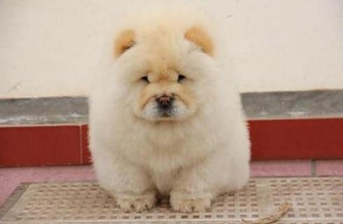 松狮犬是大型犬吗？