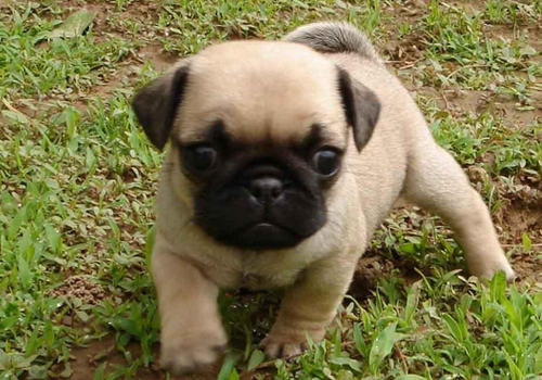 如何防止巴哥犬缺钙