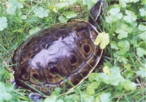 缅甸孔雀龟的生活环境