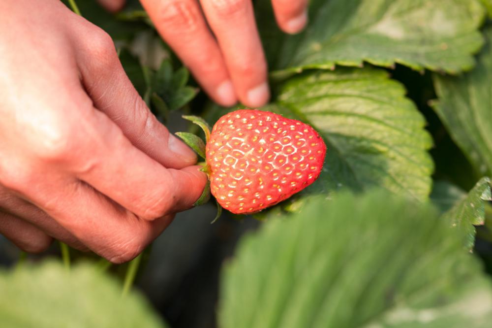草莓的营养价值你知道吗？
