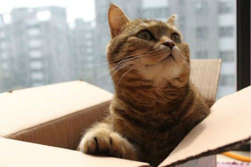 猫咪为什么喜欢箱子