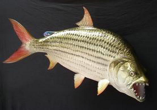 虎鱼常见疾病及防治