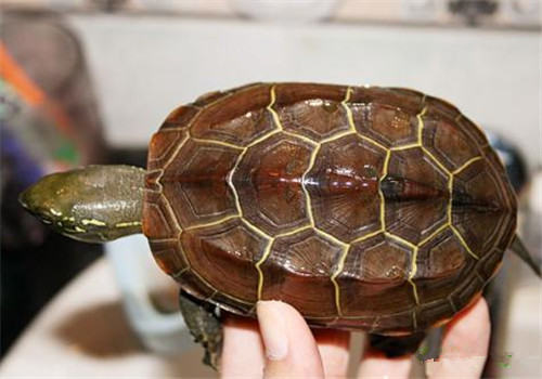 饲养草龟时需要注意的问题