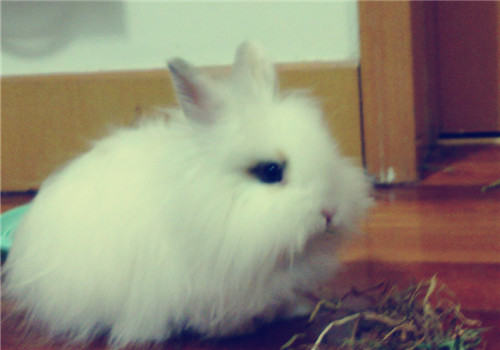 母兔吞食仔兔癖如何防治