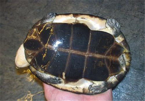 裙边龟的护理知识