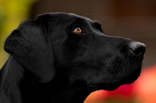 冬季遛狗需注意安全与防寒