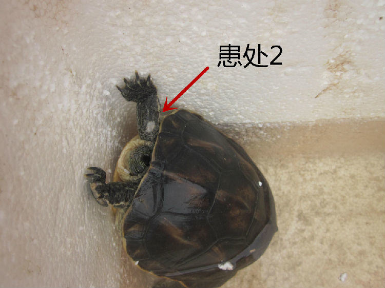 花龟前肢关节皮肤糜烂病例 花龟前肢关节皮肤糜烂病例