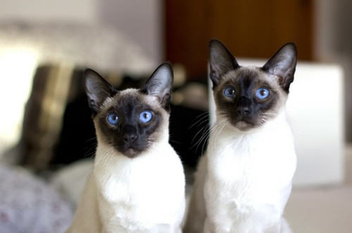 猫咪太调皮该怎么训练