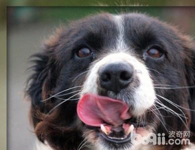 老年犬怎么饲养? 老年犬怎么饲养?