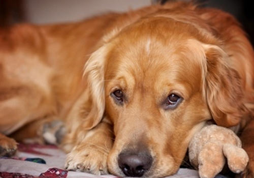 为自家金毛犬繁殖需要慎重