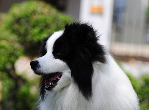 春季谨防狗狗传染性疾病 春季谨防狗狗传染性疾病