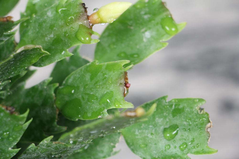 蟹爪兰黄叶是什么原因，用什么补救