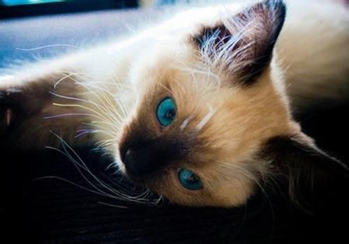 猫咪乱排泄可能另有隐情