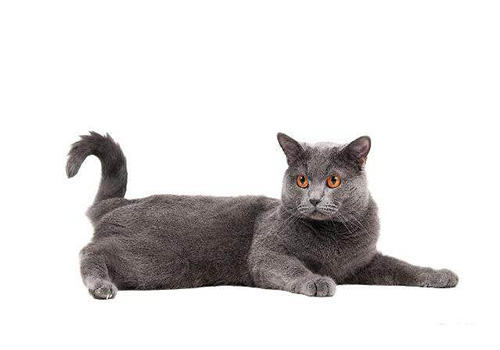 猫咪智商排行榜10种最聪明的猫