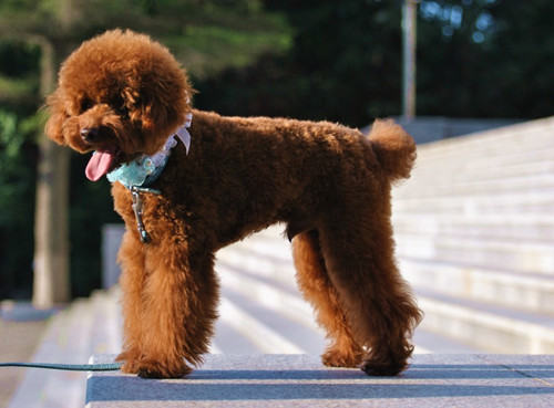 常见对纯种犬的三大误区