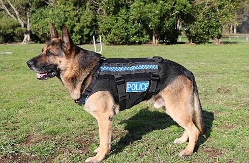 护卫犬(警犬)哪种狗狗更厉害? 护卫犬(警犬)哪种狗狗更厉害?