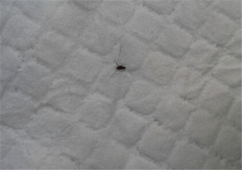 夏季寄生虫之——跳蚤 夏季寄生虫之——跳蚤