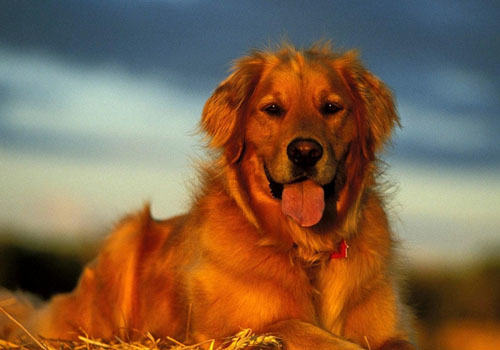 金毛犬喜欢咬鞋子怎么办