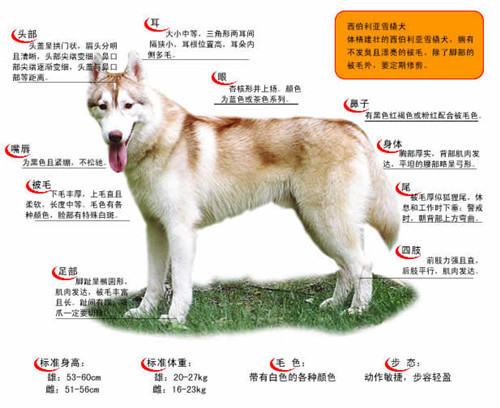 哈士奇的标准是什么