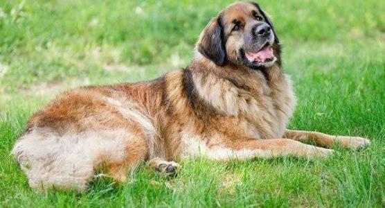 兰伯格獒犬怎么样？兰伯格獒犬介绍