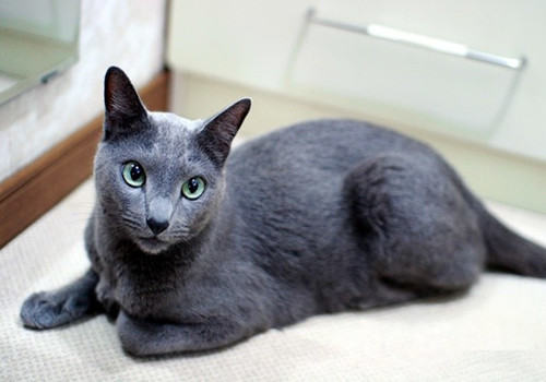 被猫咪抓伤要及时处理