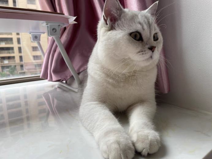 感染猫绦虫怎么办？这种驱虫方法简单又高效