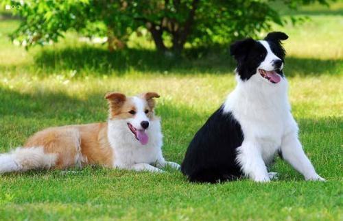 牧羊犬怎么训练睡觉？为什么要让其有足够的睡眠？