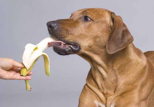 狗狗吃水果的注意事项，狗狗可以吃什么水果？