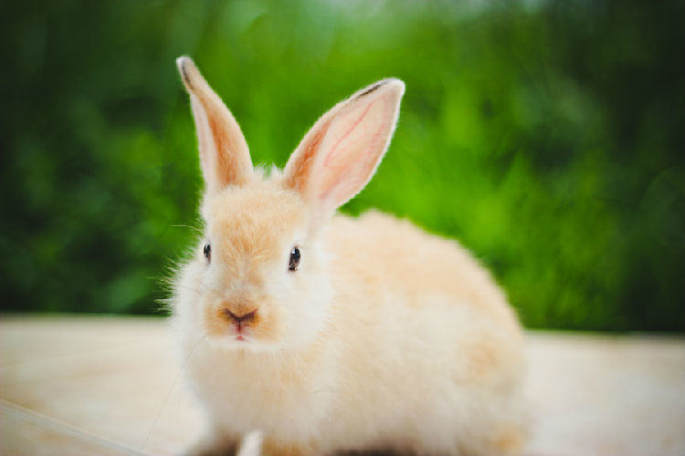 兔兔每天应该喝多少水呢