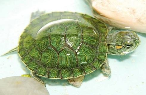 小乌龟睁不开眼眼睛怎么办？