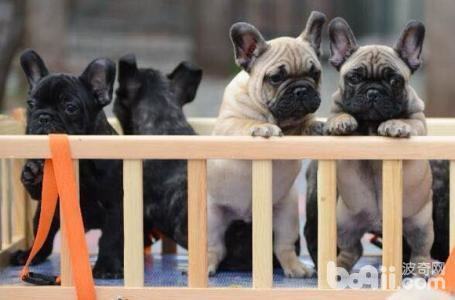 法国斗牛犬的尴尬期和爆头期是什么？